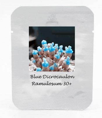 Fresh 30 seeds / pack Blue Dicrocaulon Ramulosum Incredible Succulent Seed
