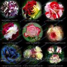 Fresh 50 Seeds Midnight Supreme Rose Pink Rose Red Strip