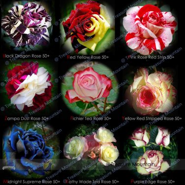 Fresh 50 Seeds Midnight Supreme Rose Pink Rose Red Strip