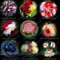 Fresh 50 Seeds Midnight Supreme Rose Pink Rose Red Strip