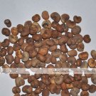 Fresh 2 seeds / pack Adansonia African Baobab Upside Down Tree Seed