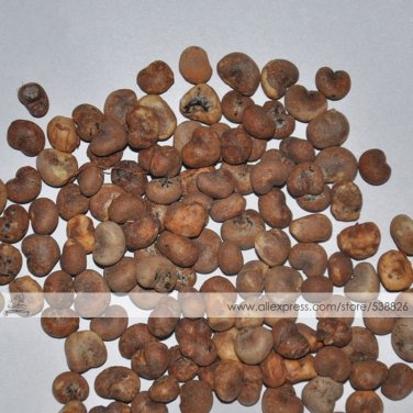 Fresh 2 seeds / pack Adansonia African Baobab Upside Down Tree Seed