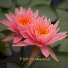 Fresh 1 Professional Pack 1 seeds / pack Justin Pink Water Lily Nymphaea Flower Seed
