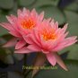 Fresh 1 Professional Pack 1 seeds / pack Justin Pink Water Lily Nymphaea Flower Seed