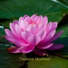 Fresh 1 seeds / pack Attractting Bee Pink Huge Nelumbo Nucifera Lotus Flower Pond