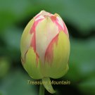 Fresh 1 seeds / pack White Nelumbo Nucifera Lotus Flower w/ Red Edge Hybrid Pond Seed