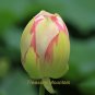 Fresh 1 seeds / pack White Nelumbo Nucifera Lotus Flower w/ Red Edge Hybrid Pond Seed