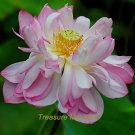 Fresh 1 seeds / pack Tassels Luxury Nelumbo Nucifera Lotus Flower Pond Seed
