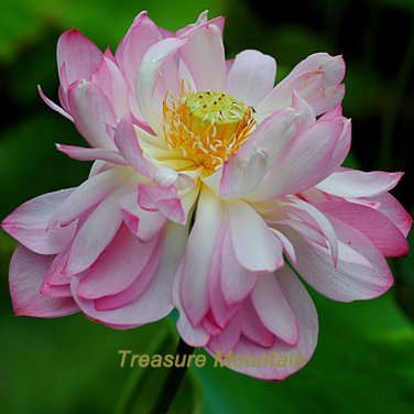 Fresh 1 seeds / pack Tassels Luxury Nelumbo Nucifera Lotus Flower Pond Seed