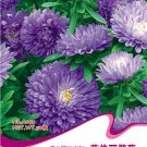 Fresh 50 Seeds/Pack Callistephus chinensis China Aster Duchess Blue Ice Annual Seeds