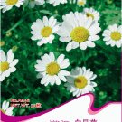 Fresh 30 Seeds/Pack White DAISY Chrysanthemum Multicaule Mini Marguerite Flower Seeds