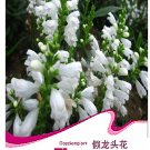 Fresh 1 Original Pack 20 Seeds/Pack White OBEDIENT Seeds Physostegia virginiana alba