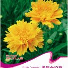Fresh 1 Original Pack 30 seeds / pack Yellow Coreopsis Sunray Lance Leaf #A046