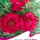 Fresh 100 Seeds/Pack Red Portulaca Grandiflora Seeds grown Moss Rose Sun Flowers