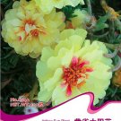Fresh 100 Seeds/Pack Yellow Portulaca Grandiflora Seeds grown Moss Rose Sun Flowers