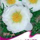 Fresh 100 Seeds/Pack White Portulaca Grandiflora Seeds grown Moss Rose Sun Flowers