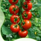 Fresh 1 Original Pack 25 seeds / pack Red Truss Tomato Seeds Non gmo Heirloom Fruits