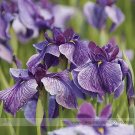 Fresh Big Blooming Marginal Bog Water Purple Iris Seeds 20 Seeds / Pack
