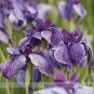 Fresh Big Blooming Marginal Bog Water Purple Iris Seeds 20 Seeds / Pack