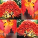 Fresh Flame Amur Maple with Bright Red Leaves Seeds 20 Seeds