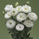Fresh Eustoma Colors Opitional Seeds