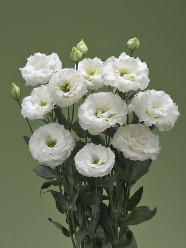 Fresh Eustoma Colors Opitional Seeds