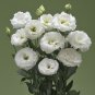 Fresh Eustoma Colors Opitional Seeds