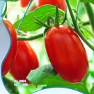Fresh 35 Seeds/Pack Sweet Red Cherry Tomato Seeds Tasty Tomato Fruit