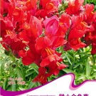 Fresh Red Baby Snapdragon Seeds 60 Seeds/Pack Toadflax Lunaria Flowers