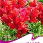 Fresh Red Baby Snapdragon Seeds 60 Seeds/Pack Toadflax Lunaria Flowers