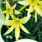 Fresh 10 Seeds/Pack Hemerocallis Citrina Baroni Seeds Tasty Day Lily Vegetables