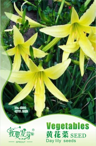 Fresh 10 Seeds/Pack Hemerocallis Citrina Baroni Seeds Tasty Day Lily Vegetables