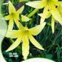 Fresh 10 Seeds/Pack Hemerocallis Citrina Baroni Seeds Tasty Day Lily Vegetables