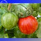 Fresh Red Zebra Tomato with Golden Stripe Seeds 100 seeds tasty juicy fruits