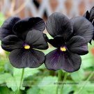 Fresh Black Pansy Seeds 30 Seeds/Pack Clear Crystals Viola Flower Seed Fall