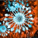 Fresh 100PCS African Blue Eyed Daisy Flower Osteospermum Seeds