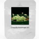 Fresh 20 seeds / pack Crassula Nemorosa Seeds Anti radiation Succulent