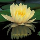 Fresh 1 Professional Pack 1 seeds / pack Golden Nelumbo Nucifera Lotus Flower Pond