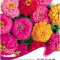 Fresh 1 Original Pack 40 seeds Mix Garden Youth And Old Age Common Zinnia #A038
