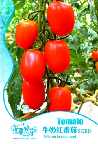 Fresh Milky Bright Red Oval Little Dwarf Tomato Seeds 25 Seeds/Pack Tasty Sweet Juicy