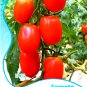 Fresh Milky Bright Red Oval Little Dwarf Tomato Seeds 25 Seeds/Pack Tasty Sweet Juicy