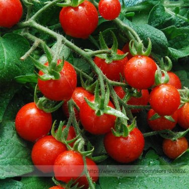 Fresh Mexico Midget Tomato Seeds 100 Seeds Tiny FruitSnack salad or Any Way You Desire