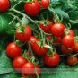 Fresh Mexico Midget Tomato Seeds 100 Seeds Tiny FruitSnack salad or Any Way You Desire