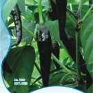 Fresh 20 Seeds/Pack Hungarian Black Hot Chili Pepper Capsicum fruitescens