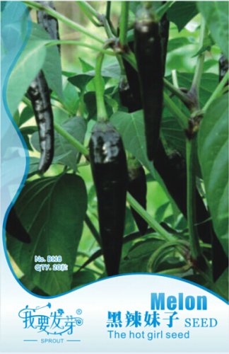 Fresh 20 Seeds/Pack Hungarian Black Hot Chili Pepper Capsicum fruitescens