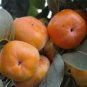 Fresh 100PCS Asian Persimmon Seeds