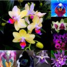 Fresh 100PCS Mirabilis Jalapa Four o clock Flower Seeds