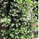 Fresh 100PCS Rare Climbing Jasmine Flower Seeds