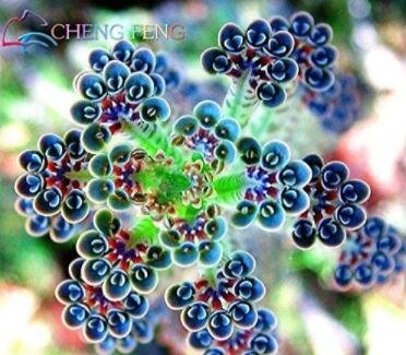 Fresh 100PCS Succulents Seeds Kalanchoe Thyrsiflora Xeriscaping mesembs Arcis