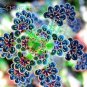 Fresh 100PCS Succulents Seeds Kalanchoe Thyrsiflora Xeriscaping mesembs Arcis